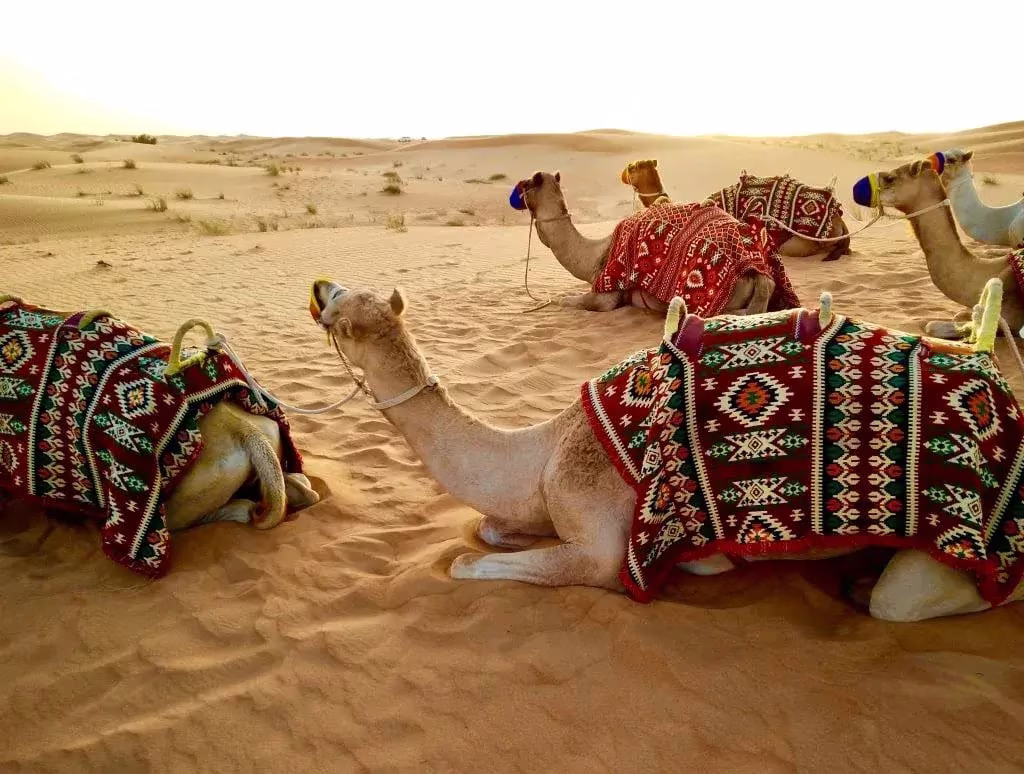 Camels resting on the golden sand dunes of the Dubai desert, adorned with traditional colorful blankets, offering a glimpse into the Emirati culture